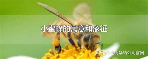 蜜蜂象徵意義|蜜蜂的象征意义